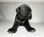 Small Photo #5 Cane Corso Puppy For Sale in NARVON, PA, USA