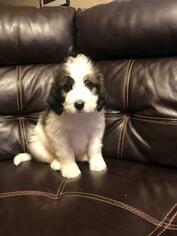 Saint Berdoodle Puppy for sale in FINLAYSON, MN, USA