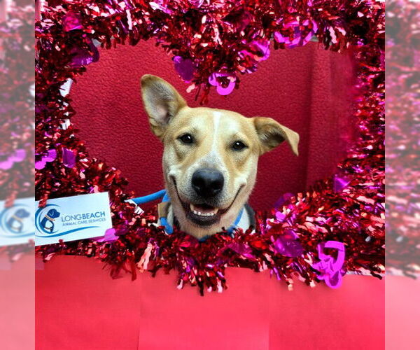 Medium Photo #4 German Shepherd Dog-Treeing Walker Coonhound Mix Puppy For Sale in Long Beach, CA, USA