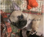 Puppy Rose French Bulldog