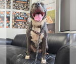 Small #1 American Pit Bull Terrier