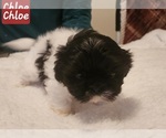 Puppy Chloe Shih Tzu
