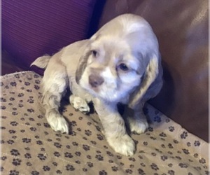 Cocker Spaniel Puppy for sale in CADDO, OK, USA