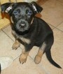 Small Photo #3 German Shepherd Dog Puppy For Sale in ATTLEBORO, MA, USA