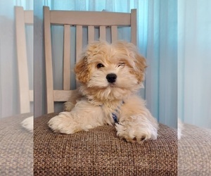 Cocker Spaniel-Poodle (Miniature) Mix Puppy for sale in GOSHEN, IN, USA