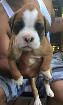 Medium Photo #1 Boxer Puppy For Sale in MANASSAS, VA, USA