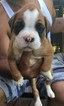 Small Photo #1 Boxer Puppy For Sale in MANASSAS, VA, USA