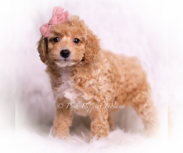 Medium Photo #1 Poodle (Miniature) Puppy For Sale in WARSAW, IN, USA