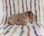 Small Photo #35 Miniature Australian Shepherd Puppy For Sale in HARRISON, OH, USA