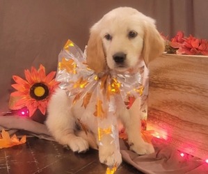 Medium Golden Retriever