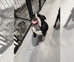 Small Photo #2 Bulldog Puppy For Sale in Katy, TX, USA