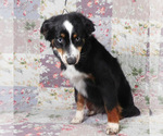 Small #4 Miniature Australian Shepherd