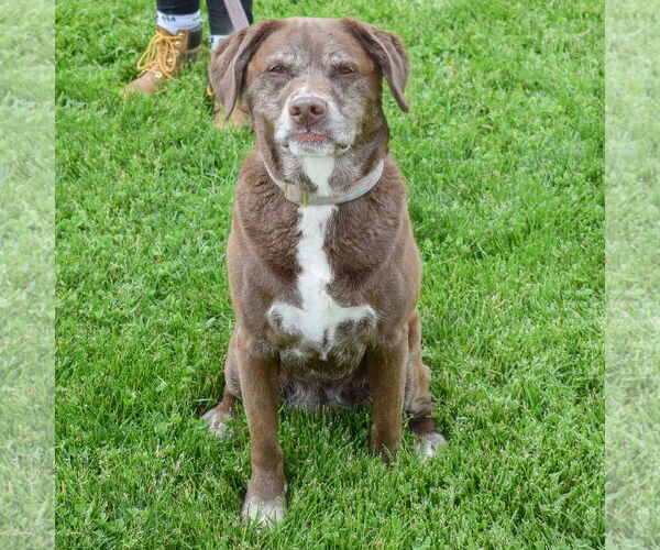 Medium Photo #3 Labrador Retriever-Unknown Mix Puppy For Sale in Huntley, IL, USA