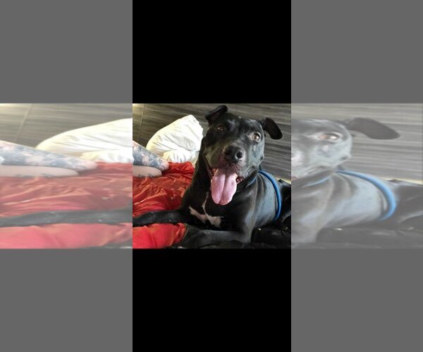 Medium Photo #4 American Pit Bull Terrier-Labrador Retriever Mix Puppy For Sale in Calgary, Alberta, Canada