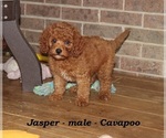 Small #1 Cavapoo