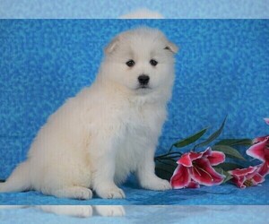 Samoyed Puppy for sale in FREDERICKSBG, OH, USA