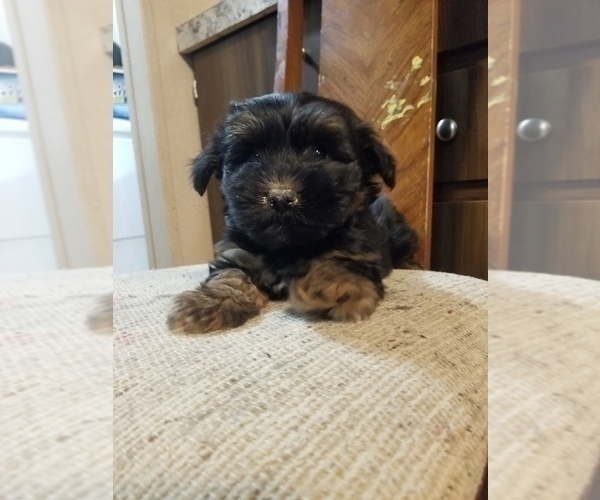 Medium Photo #1 Morkie Puppy For Sale in MCMINNVILLE, TN, USA