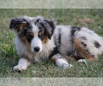 Puppy Huey Miniature Australian Shepherd
