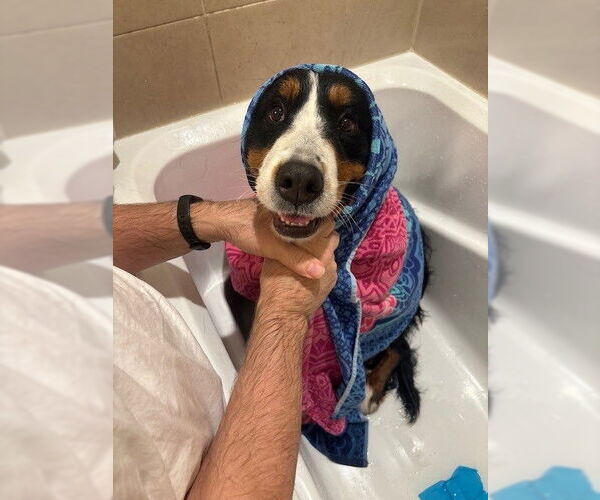 Medium Photo #4 Bernese Mountain Dog Puppy For Sale in Fort Wayne, IN, USA