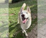 Small #5 Siberian Husky Mix