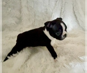 Boston Terrier Puppy for sale in CINCINNATI, OH, USA