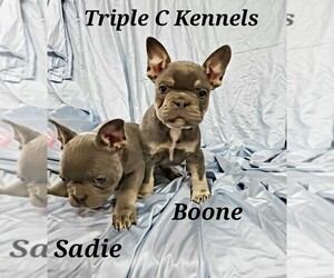 French Bulldog Puppy for sale in AFTON, WY, USA