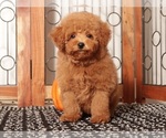Small #3 Poodle (Miniature)
