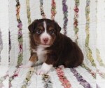 Small #20 Miniature Australian Shepherd