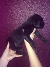 Great Dane Puppy for sale in PUEBLO, CO, USA