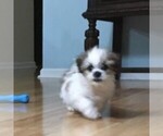 Small Photo #6 Zuchon Puppy For Sale in GORDONVILLE, PA, USA