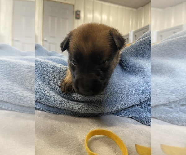 Medium Photo #220 Belgian Malinois Puppy For Sale in REESEVILLE, WI, USA