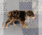 Small #10 Miniature Australian Shepherd