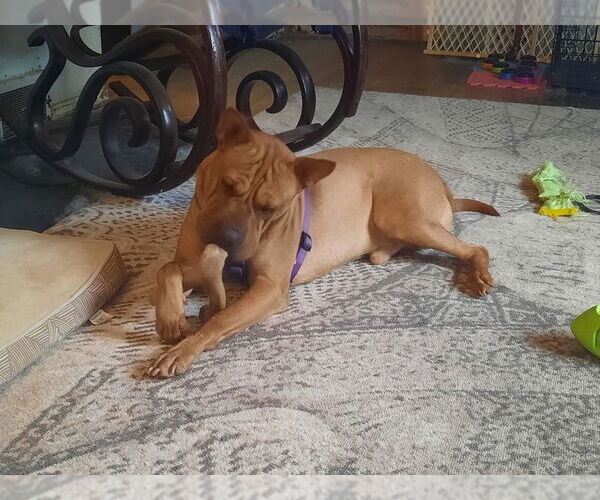 Medium Photo #18 Chinese Shar-Pei-Unknown Mix Puppy For Sale in New York, NY, USA