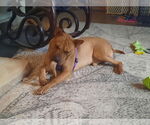 Small #17 Chinese Shar-Pei Mix