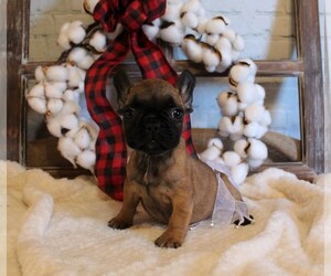 French Bulldog Puppy for sale in AUSTIN, CO, USA