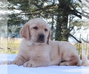 Labrador Retriever Puppy for sale in MYERSTOWN, PA, USA