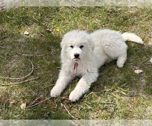 Great Pyrenees Puppy for sale in LAPORTE, CO, USA