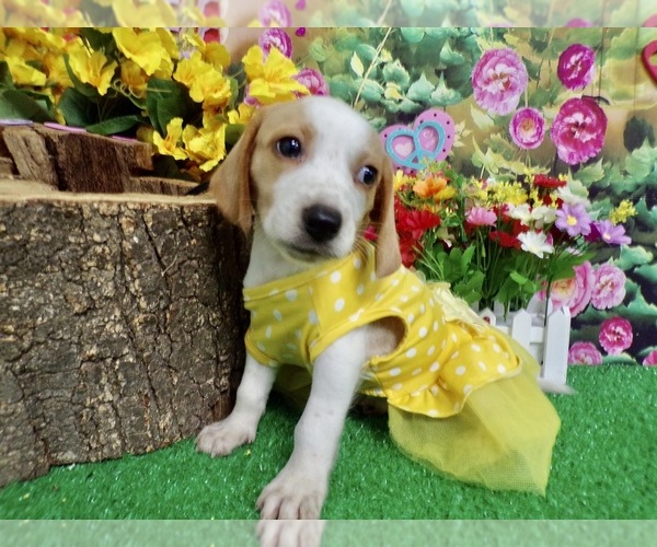 Medium Photo #4 Beagle Puppy For Sale in HAMMOND, IN, USA