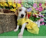 Small #3 Beagle
