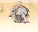 Small Photo #5 French Bulldog Puppy For Sale in FAIRFAX, VA, USA