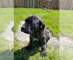Small Photo #21 Mastiff Puppy For Sale in FULTON, NY, USA