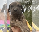 Small Photo #13 Great Dane Puppy For Sale in CLANTON, AL, USA