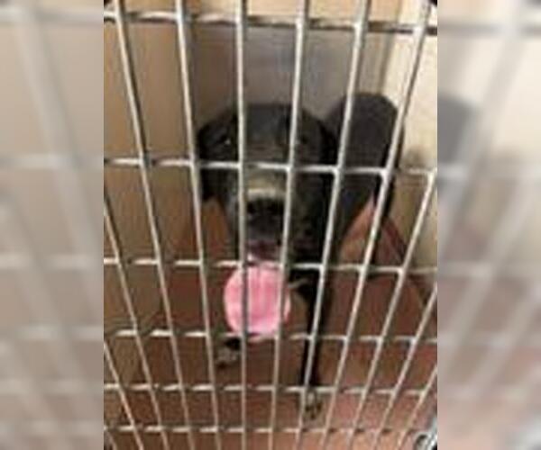 Medium Photo #1 Great Dane-Labrador Retriever Mix Puppy For Sale in Ogden, UT, USA