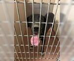 Small Great Dane-Labrador Retriever Mix