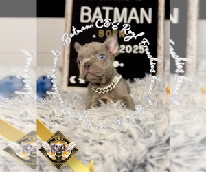 French Bulldog Puppy for sale in ATHENS, GA, USA