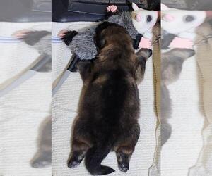 Medium German Shepherd Dog