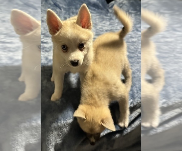 Medium Photo #195 Pomsky Puppy For Sale in LOVELAND, CO, USA
