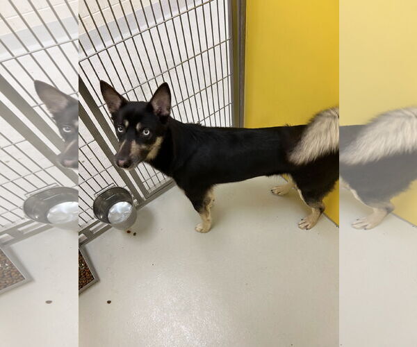 Medium Photo #5 Huskies -Unknown Mix Puppy For Sale in Pampa, TX, USA