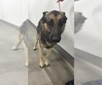 Small German Shepherd Dog