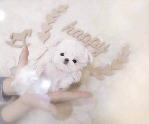 Medium Photo #6 Maltese Puppy For Sale in Seoul, Seoul, Korea, South
